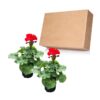 Live Zonal Geraniums - Red (2 Plants Per Pack) - Beautiful Spring Flowers - 12" Tall by 5" Wide in 1 Qt Pot