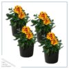 Live Marigold Plant - Durango Bolero (4 Plants Per Pack) - Healthy Flowering Annual - Beautiful Spring Color - 8" Tall by 4" Wide in 1 Pint Pot