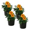Live Marigold Plant - Durango Bolero (4 Plants Per Pack) - Healthy Flowering Annual - Beautiful Spring Color - 8" Tall by 4" Wide in 1 Pint Pot - Image 2