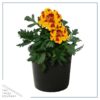 Live Marigold Plant - Durango Bolero (4 Plants Per Pack) - Healthy Flowering Annual - Beautiful Spring Color - 8" Tall by 4" Wide in 1 Pint Pot - Image 3