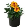 Live Marigold Plant - Durango Bolero (4 Plants Per Pack) - Healthy Flowering Annual - Beautiful Spring Color - 8" Tall by 4" Wide in 1 Pint Pot - Image 4
