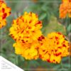 Live Marigold Plant - Durango Bolero (4 Plants Per Pack) - Healthy Flowering Annual - Beautiful Spring Color - 8" Tall by 4" Wide in 1 Pint Pot - Image 5