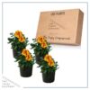 Live Marigold Plant - Durango Bolero (4 Plants Per Pack) - Healthy Flowering Annual - Beautiful Spring Color - 8" Tall by 4" Wide in 1 Pint Pot - Image 6