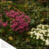 Live Flowering Hardy Chrysanthemum in Wicker Basket - Purple - Beautiful Fall Color - 15" Tall by 12" Wide in 3 Quart Pot - Image 7