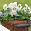 Live Healthy Flowering Pansies - White (4 Plants Per Pack) - Beautiful Fall Color - 6" Tall by 4" Wide in 1 Pint Square Pot - Image 6