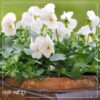 Live Healthy Flowering Pansies - White (4 Plants Per Pack) - Beautiful Fall Color - 6" Tall by 4" Wide in 1 Pint Square Pot - Image 9