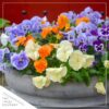 Live Healthy Flowering Pansies - White (4 Plants Per Pack) - Beautiful Fall Color - 6" Tall by 4" Wide in 1 Pint Square Pot - Image 7