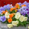 Live Healthy Flowering Pansies - White (4 Plants Per Pack) - Beautiful Fall Color - 6" Tall by 4" Wide in 1 Pint Square Pot - Image 15
