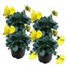 Live Healthy Flowering Pansies - Yellow (4 Plants Per Pack) - Beautiful Fall Color - 6" Tall by 4" Wide in 1 Pint Square Pot