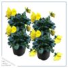 Live Healthy Flowering Pansies - Yellow (4 Plants Per Pack) - Beautiful Fall Color - 6" Tall by 4" Wide in 1 Pint Square Pot - Image 2