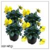 Live Healthy Flowering Pansies - Yellow (4 Plants Per Pack) - Beautiful Fall Color - 6" Tall by 4" Wide in 1 Pint Square Pot - Image 9