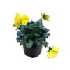Live Healthy Flowering Pansies - Yellow (4 Plants Per Pack) - Beautiful Fall Color - 6" Tall by 4" Wide in 1 Pint Square Pot - Image 3