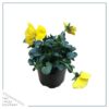 Live Healthy Flowering Pansies - Yellow (4 Plants Per Pack) - Beautiful Fall Color - 6" Tall by 4" Wide in 1 Pint Square Pot - Image 4