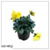Live Healthy Flowering Pansies - Yellow (4 Plants Per Pack) - Beautiful Fall Color - 6" Tall by 4" Wide in 1 Pint Square Pot - Image 10