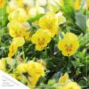 Live Healthy Flowering Pansies - Yellow (4 Plants Per Pack) - Beautiful Fall Color - 6" Tall by 4" Wide in 1 Pint Square Pot - Image 5