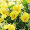 Live Healthy Flowering Pansies - Yellow (4 Plants Per Pack) - Beautiful Fall Color - 6" Tall by 4" Wide in 1 Pint Square Pot - Image 11