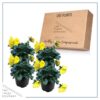 Live Healthy Flowering Pansies - Yellow (4 Plants Per Pack) - Beautiful Fall Color - 6" Tall by 4" Wide in 1 Pint Square Pot - Image 7