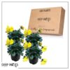 Live Healthy Flowering Pansies - Yellow (4 Plants Per Pack) - Beautiful Fall Color - 6" Tall by 4" Wide in 1 Pint Square Pot - Image 12
