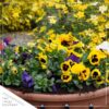 Live Healthy Flowering Pansies - Yellow (4 Plants Per Pack) - Beautiful Fall Color - 6" Tall by 4" Wide in 1 Pint Square Pot - Image 8