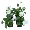 Live Healthy Flowering Pansies - White (4 Plants Per Pack) - Beautiful Fall Color - 6" Tall by 4" Wide in 1 Pint Square Pot