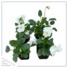 Live Healthy Flowering Pansies - White (4 Plants Per Pack) - Beautiful Fall Color - 6" Tall by 4" Wide in 1 Pint Square Pot - Image 2