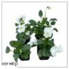 Live Healthy Flowering Pansies - White (4 Plants Per Pack) - Beautiful Fall Color - 6" Tall by 4" Wide in 1 Pint Square Pot - Image 10