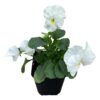 Live Healthy Flowering Pansies - White (4 Plants Per Pack) - Beautiful Fall Color - 6" Tall by 4" Wide in 1 Pint Square Pot - Image 3