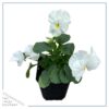 Live Healthy Flowering Pansies - White (4 Plants Per Pack) - Beautiful Fall Color - 6" Tall by 4" Wide in 1 Pint Square Pot - Image 4