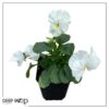 Live Healthy Flowering Pansies - White (4 Plants Per Pack) - Beautiful Fall Color - 6" Tall by 4" Wide in 1 Pint Square Pot - Image 14