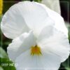 Live Healthy Flowering Pansies - White (4 Plants Per Pack) - Beautiful Fall Color - 6" Tall by 4" Wide in 1 Pint Square Pot - Image 13