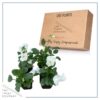 Live Healthy Flowering Pansies - White (4 Plants Per Pack) - Beautiful Fall Color - 6" Tall by 4" Wide in 1 Pint Square Pot - Image 8
