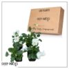 Live Healthy Flowering Pansies - White (4 Plants Per Pack) - Beautiful Fall Color - 6" Tall by 4" Wide in 1 Pint Square Pot - Image 11