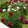 Live Flowering Perennial Peony - Inspecteur Lavergne - Beautiful Blooms and Color - 20" Tall by 8" Wide in 3 Quart Pot - Image 9