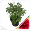 Live Flowering Perennial Peony - Inspecteur Lavergne - Beautiful Blooms and Color - 20" Tall by 8" Wide in 3 Quart Pot - Image 4