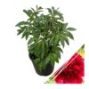 Live Flowering Perennial Peony - Inspecteur Lavergne - Beautiful Blooms and Color - 20" Tall by 8" Wide in 3 Quart Pot - Image 3