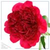 Live Flowering Perennial Peony - Inspecteur Lavergne - Beautiful Blooms and Color - 20" Tall by 8" Wide in 3 Quart Pot - Image 5