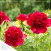 Live Flowering Perennial Peony - Inspecteur Lavergne - Beautiful Blooms and Color - 20" Tall by 8" Wide in 3 Quart Pot - Image 6