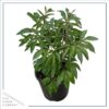 Live Flowering Perennial Peony - Jadwiga - Beautiful Blooms and Color - 20" Tall by 8" Wide in 3 Quart Pot - Image 2