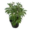 Live Flowering Perennial Peony - Jadwiga - Beautiful Blooms and Color - 20" Tall by 8" Wide in 3 Quart Pot