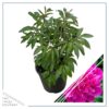 Live Flowering Perennial Peony - Jadwiga - Beautiful Blooms and Color - 20" Tall by 8" Wide in 3 Quart Pot - Image 4