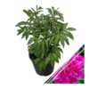 Live Flowering Perennial Peony - Jadwiga - Beautiful Blooms and Color - 20" Tall by 8" Wide in 3 Quart Pot - Image 3