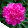 Live Flowering Perennial Peony - Jadwiga - Beautiful Blooms and Color - 20" Tall by 8" Wide in 3 Quart Pot - Image 5