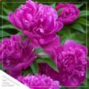 Live Flowering Perennial Peony - Jadwiga - Beautiful Blooms and Color - 20" Tall by 8" Wide in 3 Quart Pot - Image 6