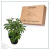 Live Flowering Perennial Peony - Jadwiga - Beautiful Blooms and Color - 20" Tall by 8" Wide in 3 Quart Pot - Image 8