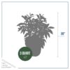 Live Flowering Perennial Peony - Jadwiga - Beautiful Blooms and Color - 20" Tall by 8" Wide in 3 Quart Pot - Image 7