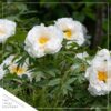 Live Flowering Perennial Peony - Krinkled White - Beautiful Blooms and Color - 20" Tall by 8" Wide in 3 Quart Pot - Image 9