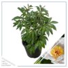 Live Flowering Perennial Peony - Krinkled White - Beautiful Blooms and Color - 20" Tall by 8" Wide in 3 Quart Pot - Image 4