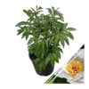 Live Flowering Perennial Peony - Krinkled White - Beautiful Blooms and Color - 20" Tall by 8" Wide in 3 Quart Pot - Image 3