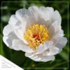 Live Flowering Perennial Peony - Krinkled White - Beautiful Blooms and Color - 20" Tall by 8" Wide in 3 Quart Pot - Image 5