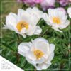 Live Flowering Perennial Peony - Krinkled White - Beautiful Blooms and Color - 20" Tall by 8" Wide in 3 Quart Pot - Image 6